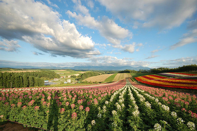 Granjas de Furano, Hokkaido