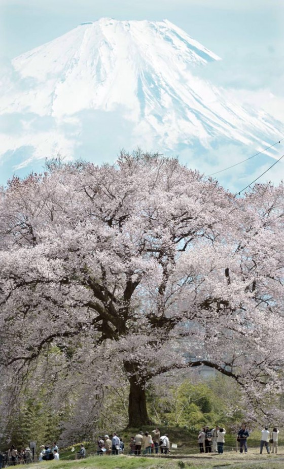 Monte Fuji y Arboles de Sakura